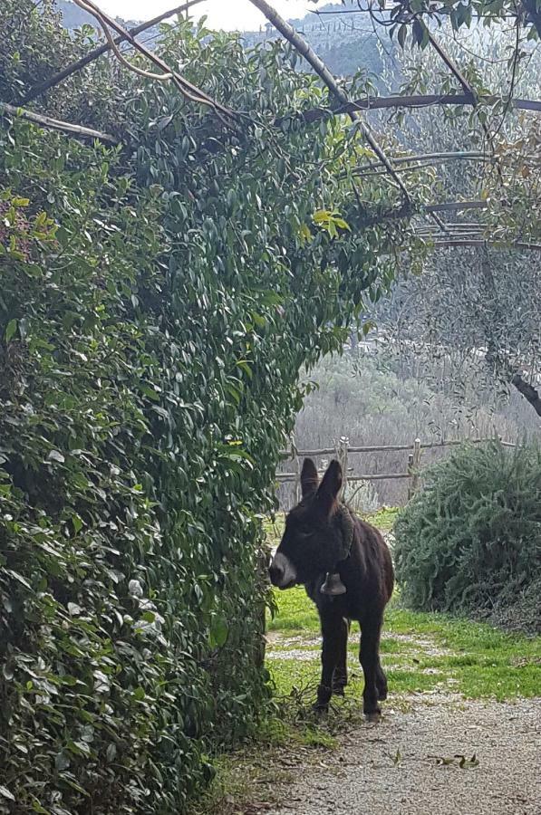 Agriturismo Il Pillone Montecatini Terme Exterior foto